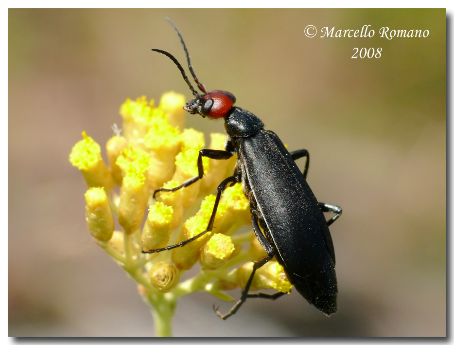 Insetti dalla Croazia: 1. Epicauta rufidorsum (Meloidae)